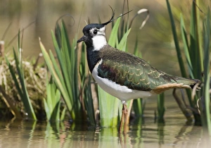Lap Wing Prints: Lapwing Vanellus vanellus Norfolk spring