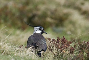 Lapwing Vanellus vanellus Northumberland spring