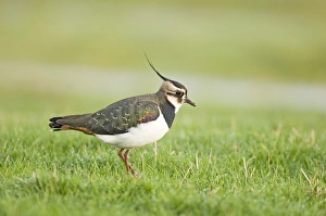 Grassland Prints: Lapwing Vanellus vanellus Salthouse Norfolk March