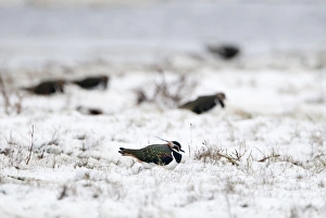 Lap Wing Prints: Lapwing Vanellus vanellus in snow in winter Norfolk