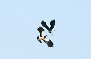 Lapwing Vanellus vanellus in territorial dispute Cley Norfolk April Lapwing Vanellus vanellus in territorial dispute Cley Norfolk April