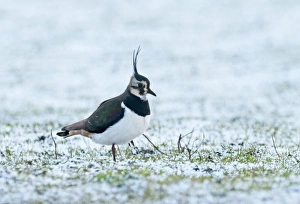 Lap Wing Prints: Lapwing Vanellus vanellus in winter Norfolk