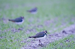 Lap Wing Prints: Lapwing Vanellus vanellus on winter wheat Norfolk