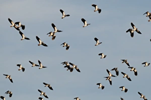 Lapwings Vanellus vanellus Cley Norfolk winter