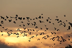 Waders Prints: Lapwings Vanellus vanellus Cley Norfolk winter