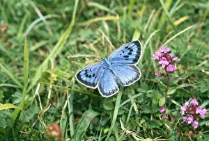 Large Blue Butterfly, female, part of re-introduced population, Somerset, UK, July
