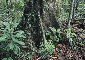 Tropical Rainforest Prints: Large emergent tree in lowland tropical rainforest Manu Peru