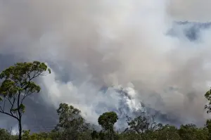 Queensland Prints: Large forest fire near Cairns Queensland Australia