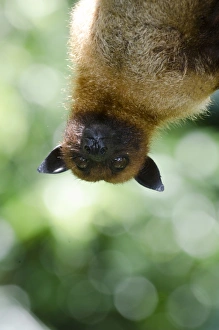 Large or Greater Flying Fox (Pteropus vampyrus) or Kalang. From South East Asia Large or Greater Flying Fox (Pteropus vampyrus) or Kalang. From South East Asia