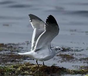Greece Prints: Laughing Gull, adult winter, Angelochori Salt Pans, Thessaloniki, Greece, only 2nd