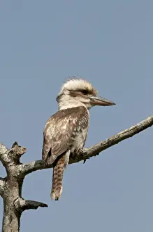 Laughing Kookaburra Dacelo novaguinea Queensland Australia