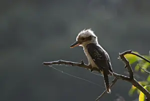 Australia Prints: Laughing Kookaburra Dacelo novaguinea Queensland Australia