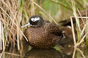 Wildfowl Prints: Laysan Teal male captive