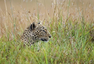 Hunting Prints: Leopard Masai Mara Kenya