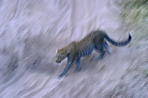 Leopard Masai Mara Kenya