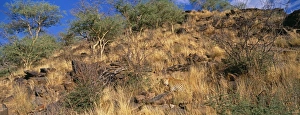 Leopard, S. Africa