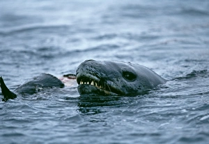 Leopard Seal, Hydruga leptonyx, feeding on Adelie Penguin, Paulet Island, Weddell Sea