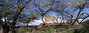 Africa Prints: Leopard in tree, S. Africa