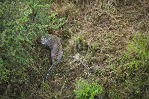 Leopard Masai Mara Kenya
