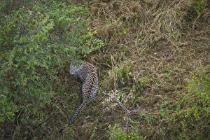 Leopard Masai Mara Kenya