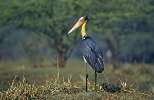 Bharatpur Prints: Lesser Adjutant Stork Bharatpur India