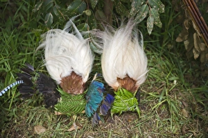 Lesser Bird of Paradise plumes for head dress at Paiya Show Western Highlands Papua Lesser Bird of Paradise plumes for head dress at Paiya Show Western Highlands Papua