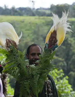 Pacific Prints: Lesser Bird of Paradise plumes on head dress at Sing-sing Paiya Show Western Highlands