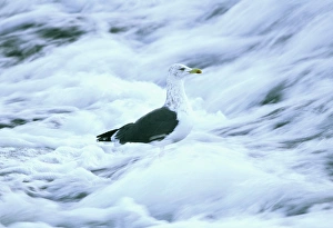 Lesser Black-backed Gull, Larus fuscus, in winter plumage, feeding on weir, Dumfries Lesser Black-backed Gull, Larus fuscus, in winter plumage, feeding on weir, Dumfries