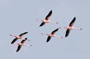 Nakuru Prints: Lesser Flamingos Lake Nakuru Rift Valley Kenya