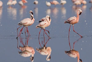 Lesser Flamingos Phoeniconaias minor Lake Nakuru Kenya July