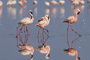 Lesser Flamingos Phoeniconaias minor displaying Lake Nakuru Kenya July