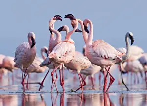 Nakuru Prints: Lesser Flamingos (Phoeniconaias minor) group in display Lake Nakuru Rift Valley Kenya