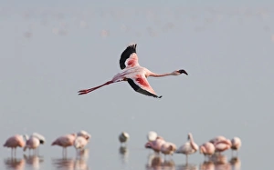 Lesser Flamingos Phoeniconaias minor Lake Nakuru Kenya July