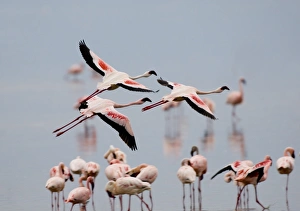Lesser Flamingos Phoeniconaias minor Lake Nakuru Kenya July