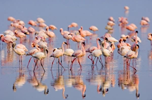 Lesser Flamingos Lake Nakuru Rift Valley Kenya