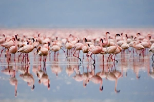 Lesser Flamingos Phoeniconaias minor Lake Nakuru Kenya July