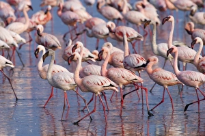 Lesser Flamingos Phoeniconaias minor Lake Nakuru Kenya July