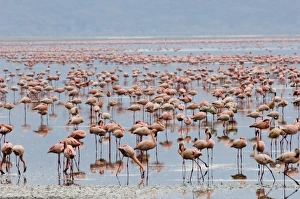 Lesser Flamingos Phoeniconaias minor Lake Nakuru Kenya July