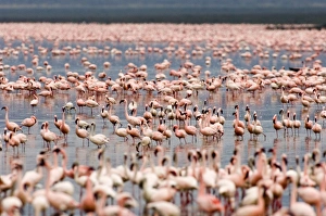 Lesser Flamingos Phoeniconaias minor Lake Nakuru Kenya July