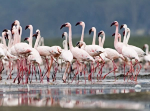 Lesser Flamingos Lake Nakuru Rift Valley Kenya