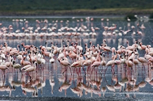 Lesser Flamingos Lake Nakuru Rift Valley Kenya