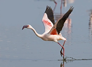 Lesser Flamingos Phoeniconaias minor Lake Nakuru Kenya July