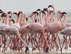 Lesser Flamingos Phoeniconaias minor Lake Nakuru Kenya July
