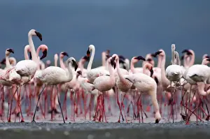 Nakuru Prints: Lesser Flamingos Phoeniconaias minor Lake Nakuru Kenya July