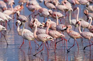 Lesser Flamingos Phoeniconaias minor Lake Nakuru Kenya July
