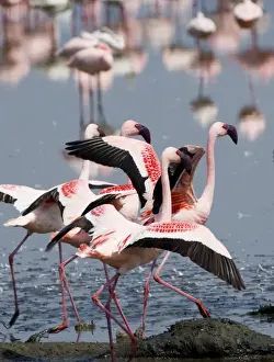 Lesser Flamingos Phoeniconaias minor Lake Nakuru Kenya July