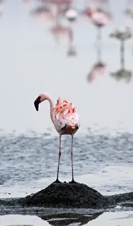 East Africa Prints: Lesser Flamingos Phoeniconaias minor standing on nest platform Lake Nakuru Kenya