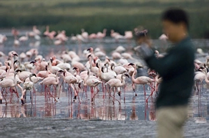 Lesser Flamingos Phoeniconaias minor and tourist Lake Nakuru Kenya July Lesser Flamingos Phoeniconaias minor and tourist Lake Nakuru Kenya July