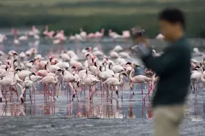Nakuru Prints: Lesser Flamingos Phoeniconaias minor and tourist Lake Nakuru Kenya July