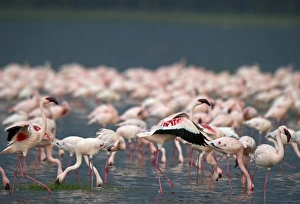 Lesser Flamingos Lake Nakuru Rift Valley Kenya